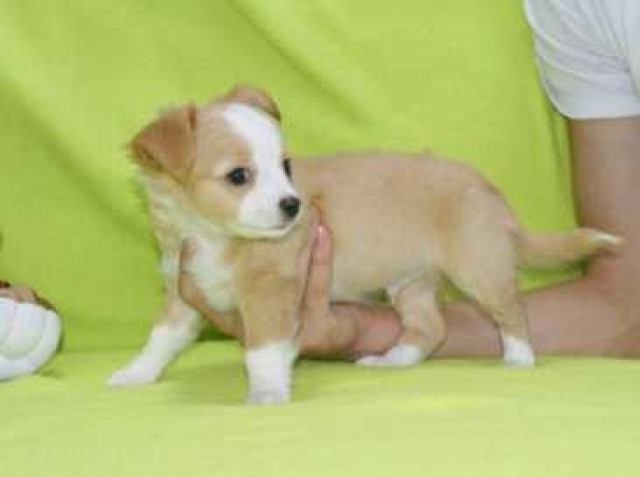 Chihuahua -Welpen aus seriöser Zucht - Tiere - Hamnburg