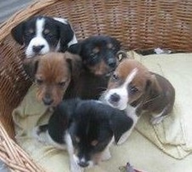 6 supersüße Beagle/Jack Russel Mix  - Tiere - Stralsund