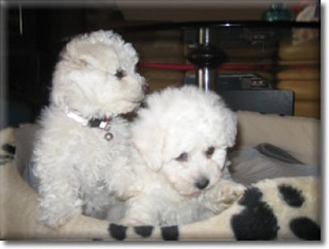 Allergiefreie Welpen im Teddylook     Bichon frise     - Tiere - Mechernich