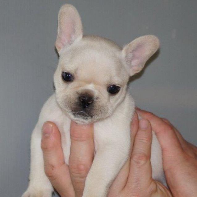 Französische Bulldoggen Rüde in Creme mit Papieren - Tiere - Frankfurt