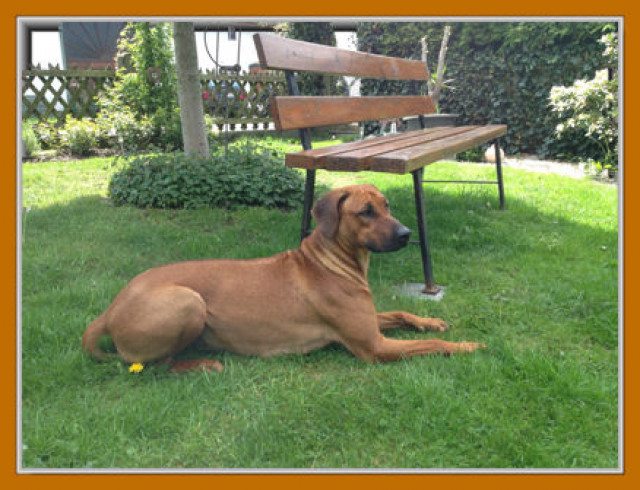 Rhodesian Ridgeback Wurfankündigung Salzkotten Verne - Tiere - Salzkotten