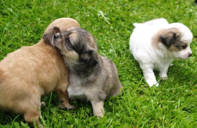 Bildschöne kleinbleibende Chihuahuawelpen ab Mitte Juli abzugeben - Tiere - Hendungen OT Rappershausen