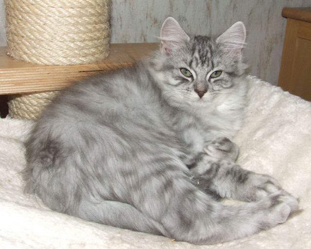 Deutsche Waldkatzen - German Angoras  ! Zwei Kitten in blue silver tabby sofort  - Tiere - Wagenfeld