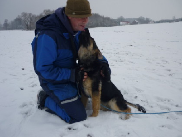 Schäferhundewelpen mit geradem Rücken - Tiere - Frohnsdorf