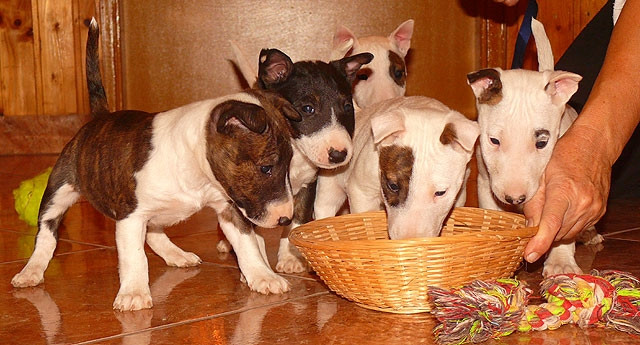 Wunderschöne Miniatur Bullterrier (Rüde) mit VDH/ FCI Papieren - Tiere - Hamburg
