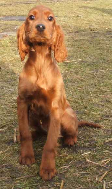 Irish Red Setter Welpen abzugeben - Tiere - Steuden