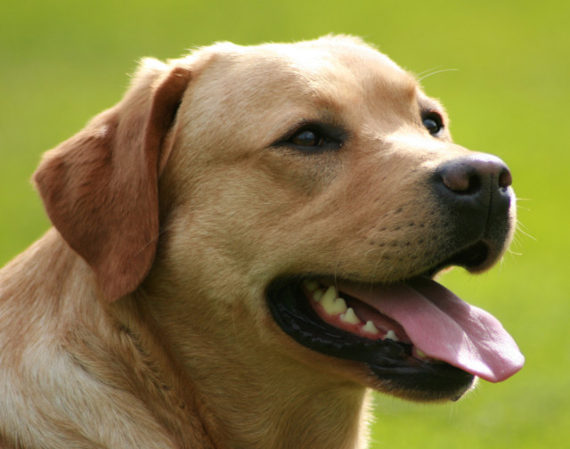 Labradorwelpe m. Pap. - Tiere - Steinsberg
