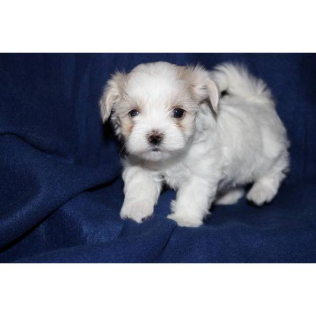 Gesunde reinrassige Mini malteser welpen.  - Tiere - muenchen