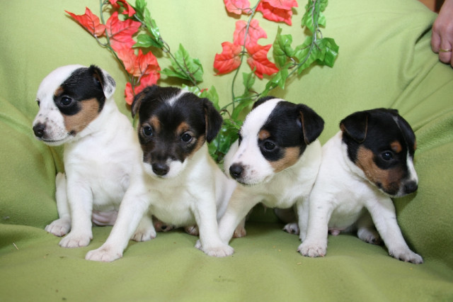 Parson Jack Russell Terrier Welpen zur Abgabe - Tiere - erfurt
