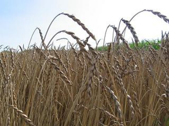 Konventionelle und bio Dinkel sind zu verkaufen - Essen Trinken Genuss - München