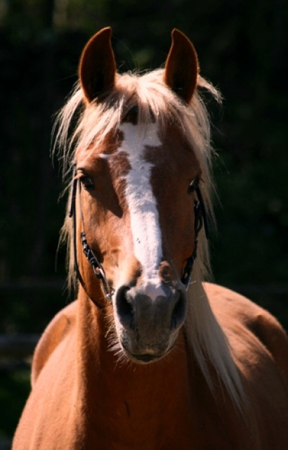 Pflegepferd zu vergeben - Tiere - Lörrach