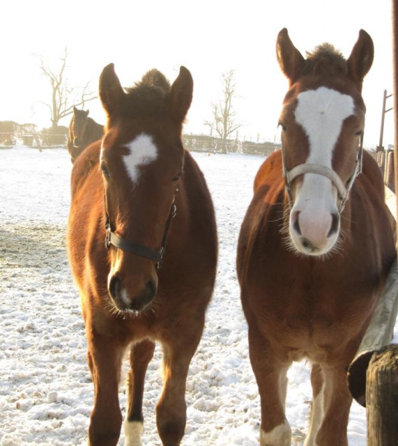 Freiberger geb.: 2010 - Tiere - Pulheim