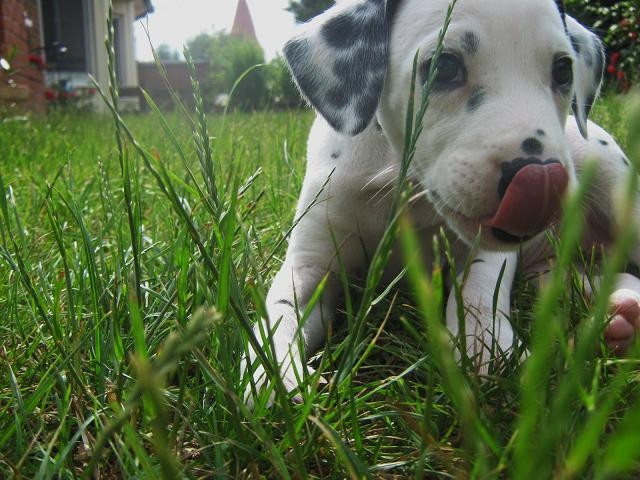 Wunderschöne gesunde DALMATINER*Welpen an verantwortungsb. liebe Menschen/Famili - Tiere - Hoya
