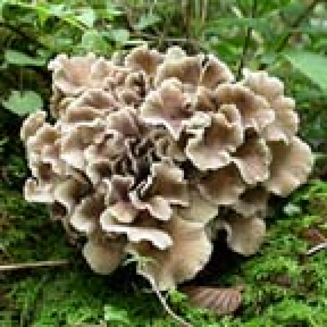 Maitake Heil-Vitalpilze Multinova - Wellness Gesundheit - Rosenheim