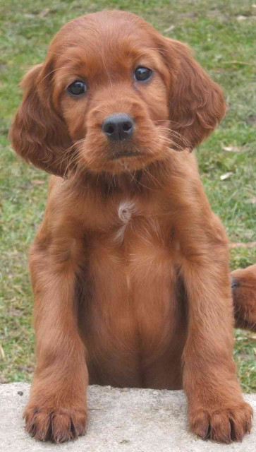 Irish Red Setter Jungrüde und Welpen abzugeben - Tiere - Steuden