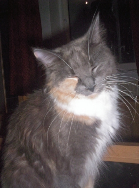 Maine Coon Kastratin - Tiere - Recklinghausen