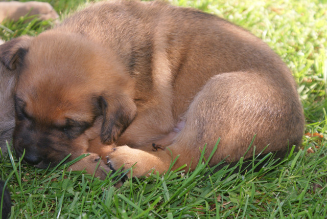 Malinois-Schäferhund-Welpen - Tiere - Erlau