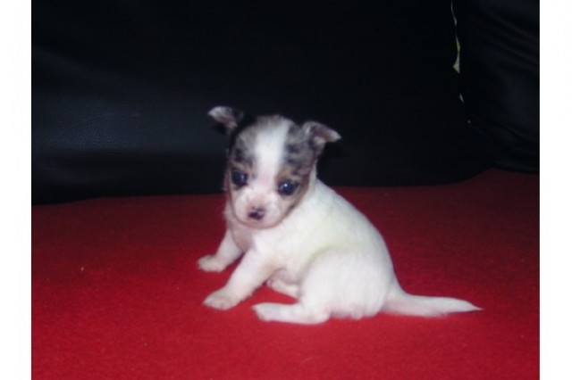 Chihuahua? Zwergpinscher? Prager Rattler? Mini Welpen abzugeben mit Papieren (UR - Tiere - munchen