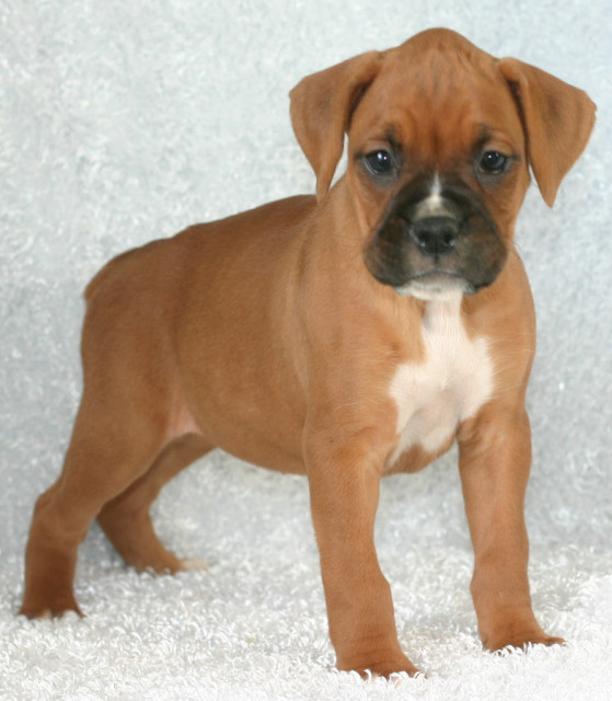 Reinrassige super schöne boxer welpen - Tiere - Leipzig