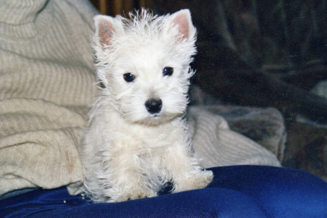 West Highland White Terrier - Welpen mit KfT/VDH Papiere - Tiere - Berlin