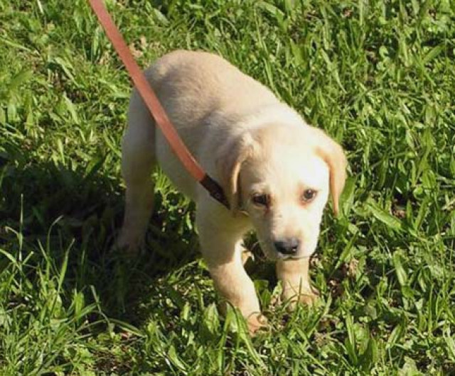  Labradormischlinge   - Tiere -  Leussow