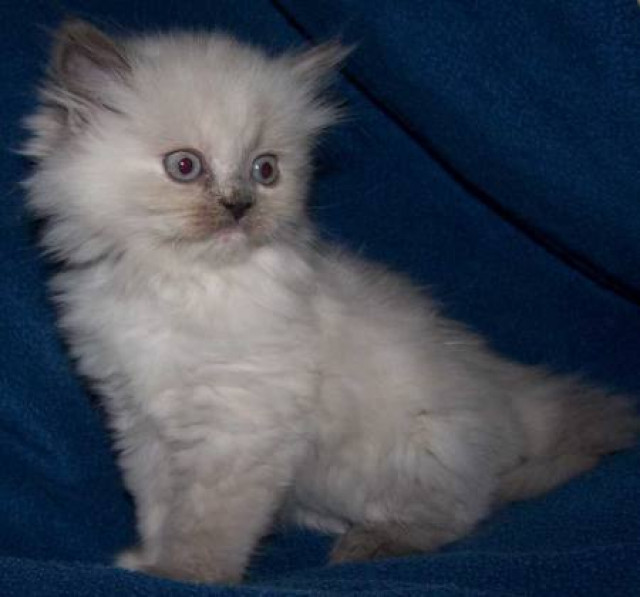 BKH Babys ABZUGEBEN - Tiere - Berlin