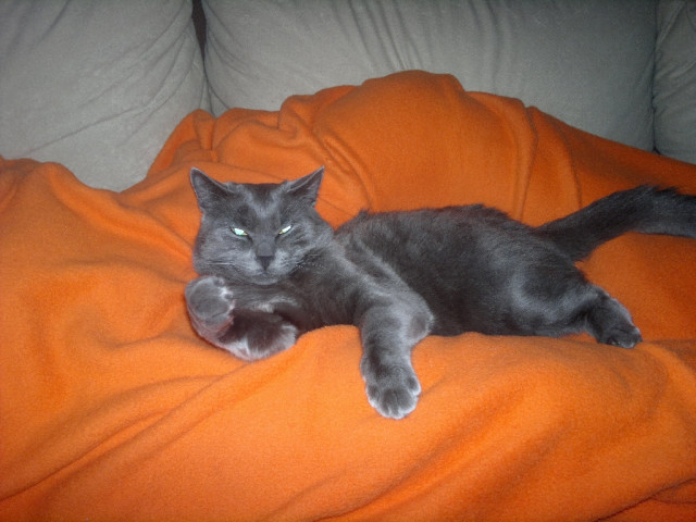 Liebevoller 9 Monate alter Karthäusermix sucht neues zu Hause! - Tiere - Greifswald