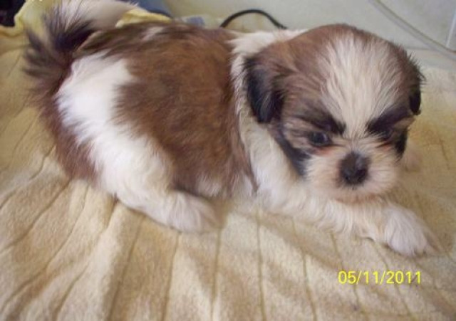 Shih tzu welpen - Tiere - Berlin
