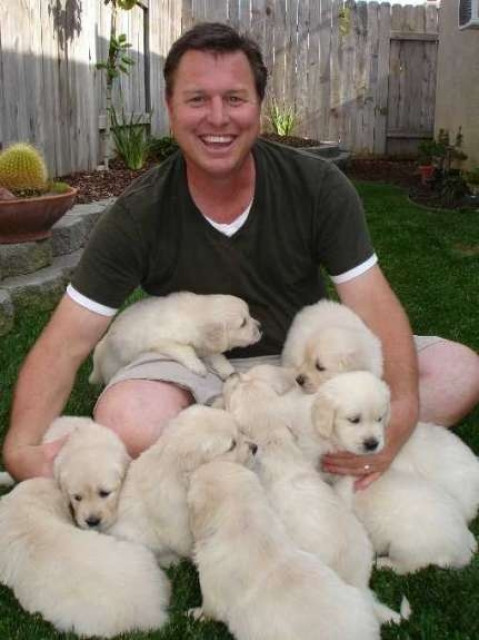 Zärtlich Golden Retriever Welpen - Tiere - Prenzlauer Berg