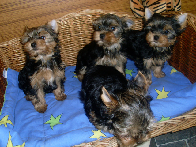 Yorkshire Terrier Welpen mit Papiere - Tiere - Dortmund