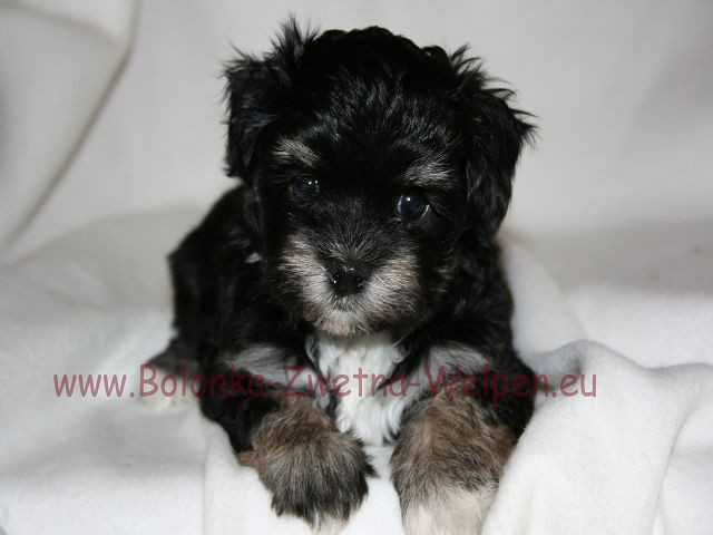 Bolonka Zwetna Welpen-Wir können Familien zum Glück verhelfen ! - Tiere - frankfurt