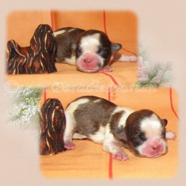 Shih Tzu Welpen aus dt. Zucht mit Papieren - Tiere - feldatal