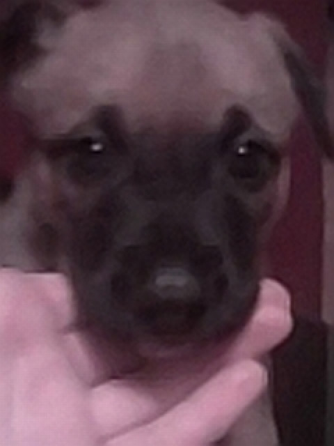 Stafford Terrier-Schäferhund Mix Welpen - Tiere - Berlin