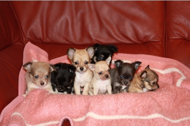 Mini Chihuahua Welpen kurz und langhaar - Tiere - Wesseling, NRW