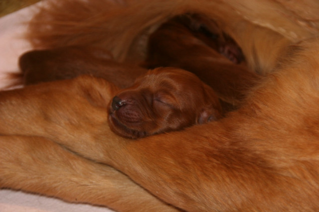 Golden Retriever Irish Setter Mix - Tiere - Rastede