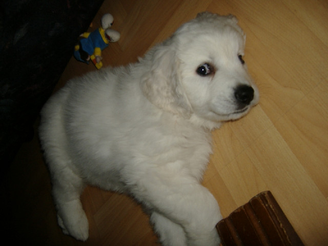 Podhalanski Welpe 9 Wochen Geimpft - Tiere - Wuppertal