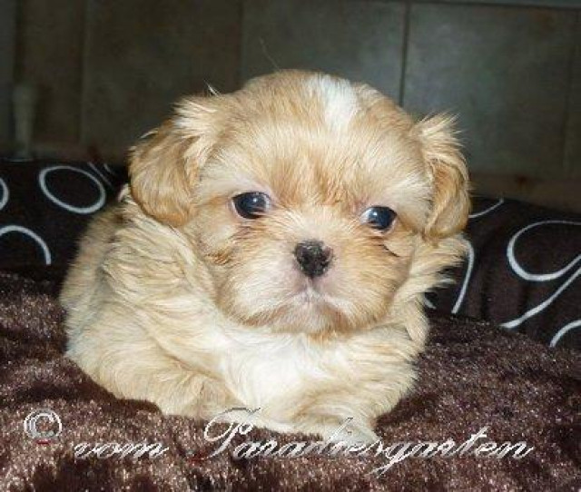 Gesunde kleine Shih Tzu Welpen mit Papieren - Tiere - gießen