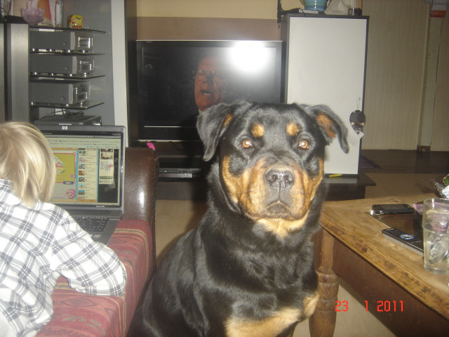Suchen rottweilerdeckrüden - Tiere - stavenhagen