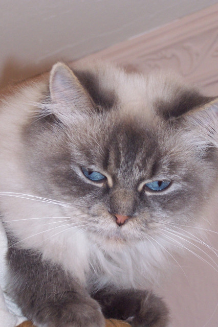 Perser Colourpoint Kätzin - Tiere - Großmehring