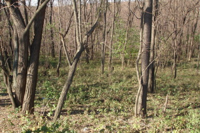 Land in Barnova - Immobilien - Iasi, Rumanien