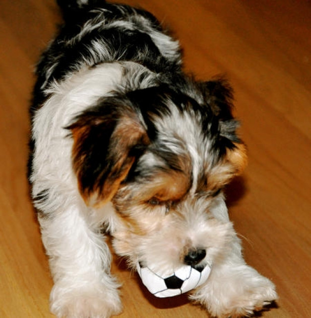 Gesunde Yorkshire Terrier Welpen - Tiere - stuttgart