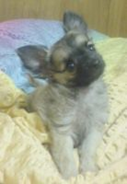 Ich suche  preis günstig  ein kleinen chihuahua rüde - Tiere - wittenberge
