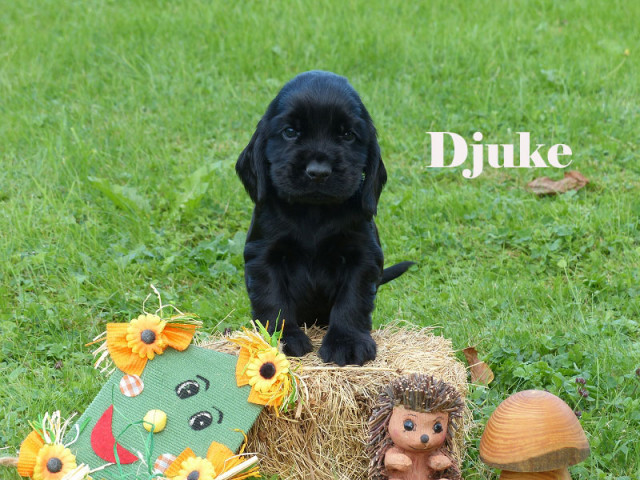 Zauberhafte englische Cocker Spaniel Welpen - Tiere - Emmerthal