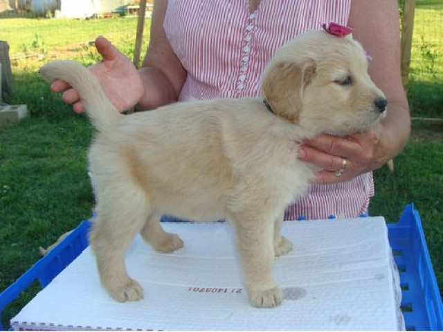 Golden Retriever Welpen zu verkaufen - Tiere - Münster