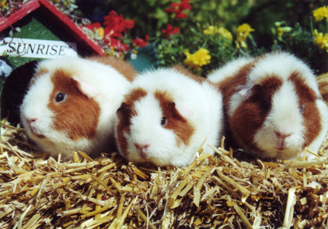 Rassemeerschweincehnzucht SUNRISE - Tiere - Eschweiler