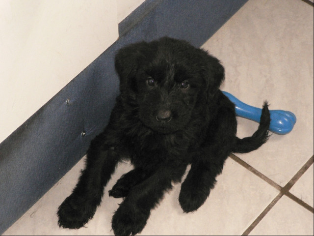 Riesenschnauzer Welpen - Tiere - Oschatz