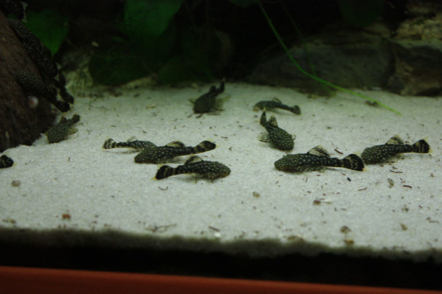 Antennenwelse - Tiere - Gladbeck