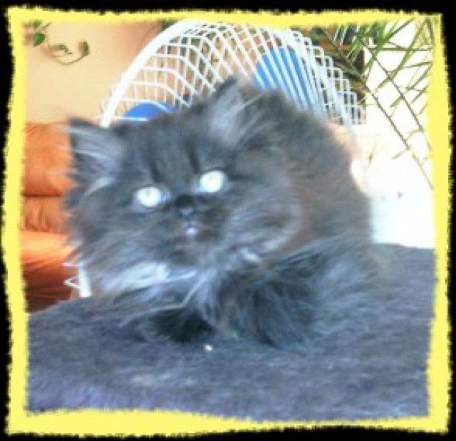 Perserkaterchen mit hübschen Näschen - Tiere - Plauen