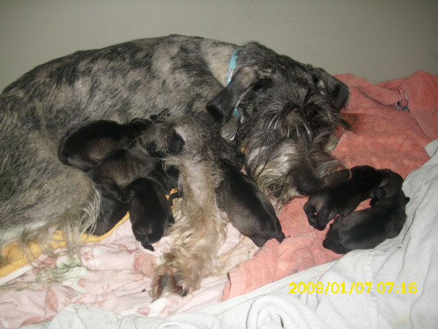 Miettelschnauer - Tiere - cloppenburg