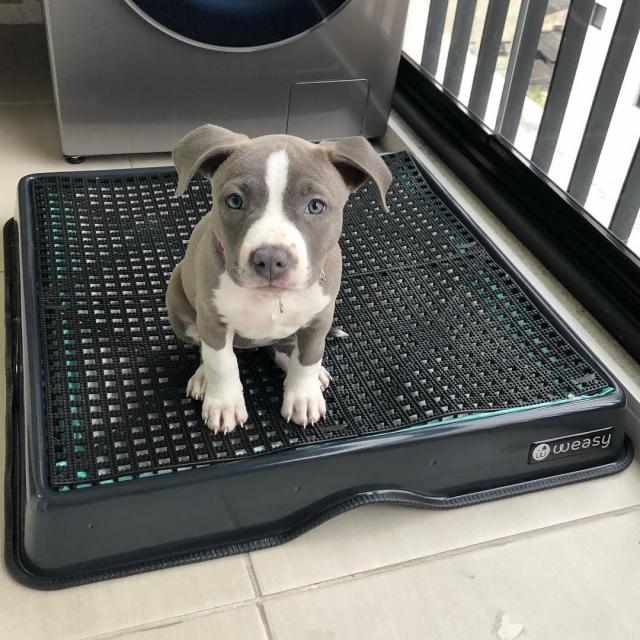 American Staffordshire terrier - Tiere - Hannover